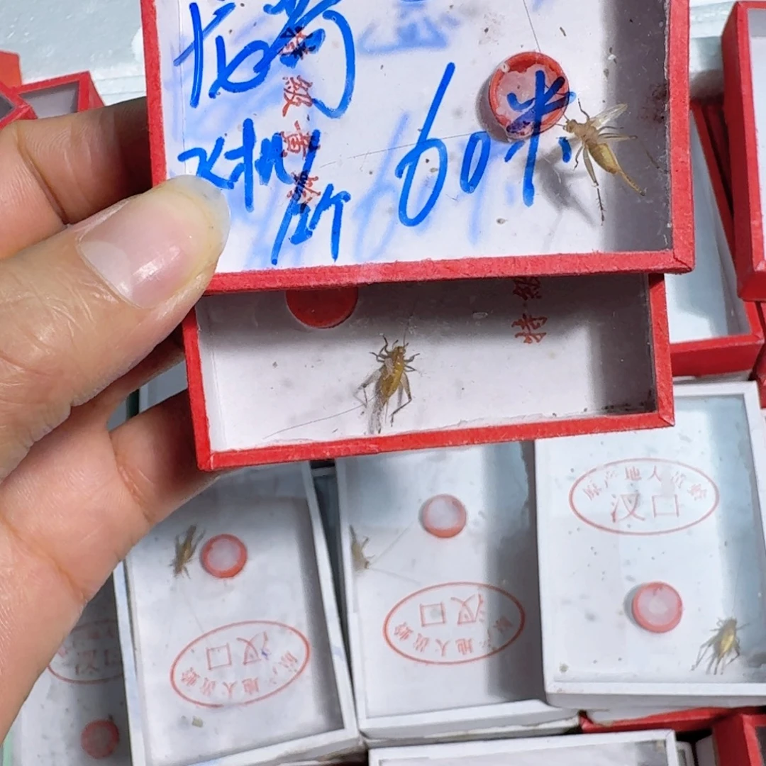 慈***苏蟋蟀蝈蝈我在外面吃饭呢你在哪