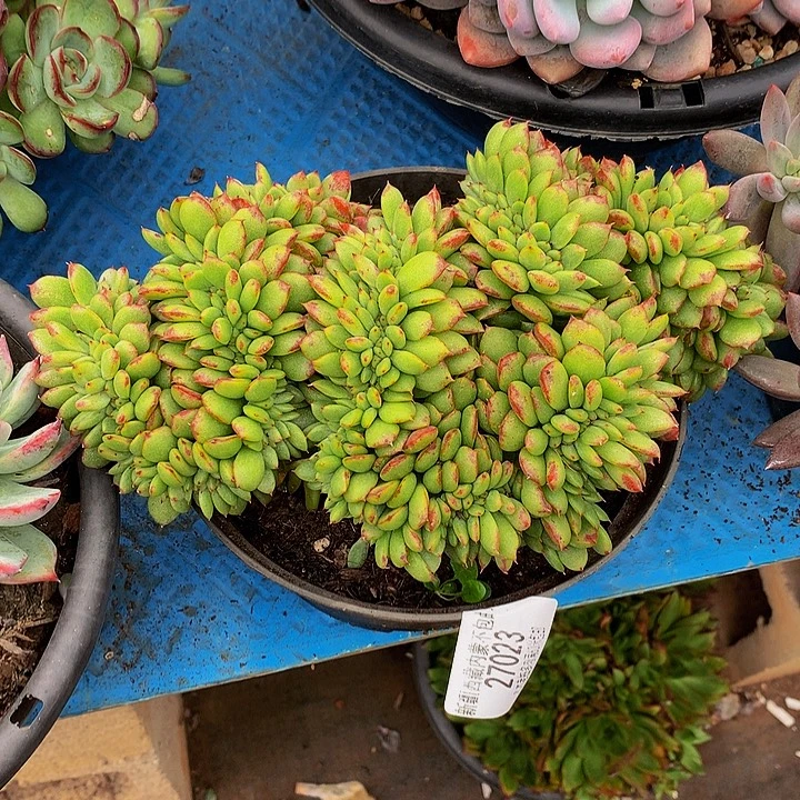 珂***珂 芬迪缀化多肉27023