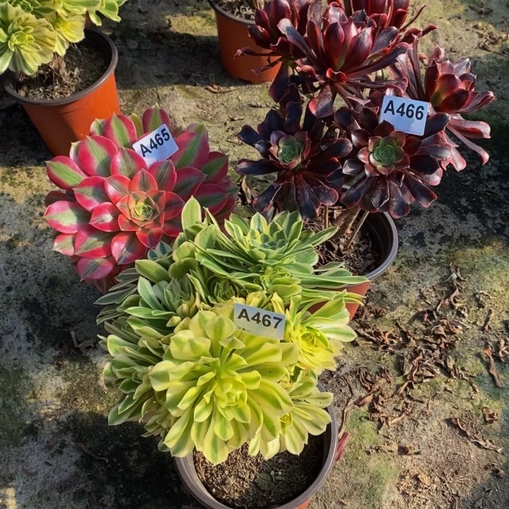 女巫碧玉欧嘉莉多肉465.466.467