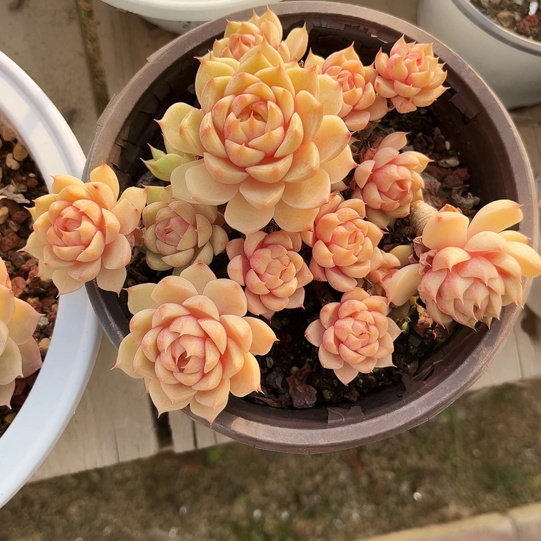 梅***153多肉植物和各种动物