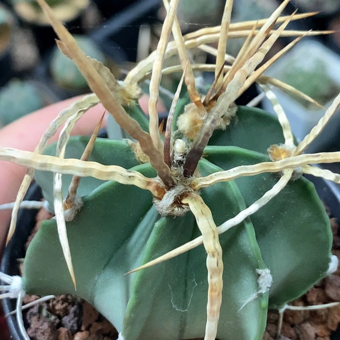 孤品实生特选株满刺螺旋纹刺型水牛角6.6cm