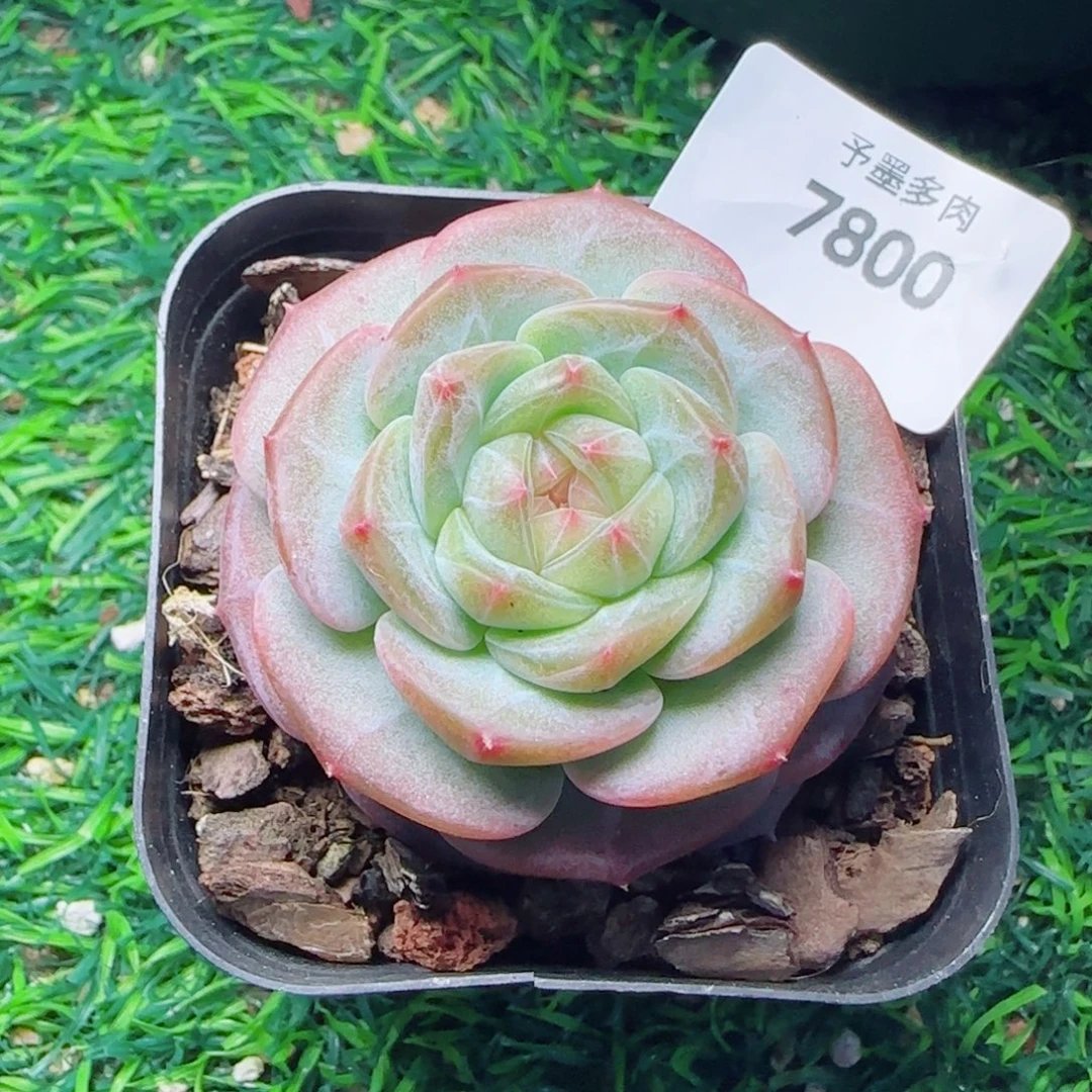 孤品，7800多肉植物