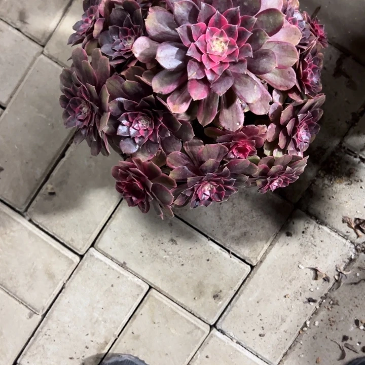 忠***存克拉恋人多肉汁姿态花花