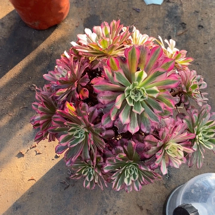 红桐超白6多肉植物法师