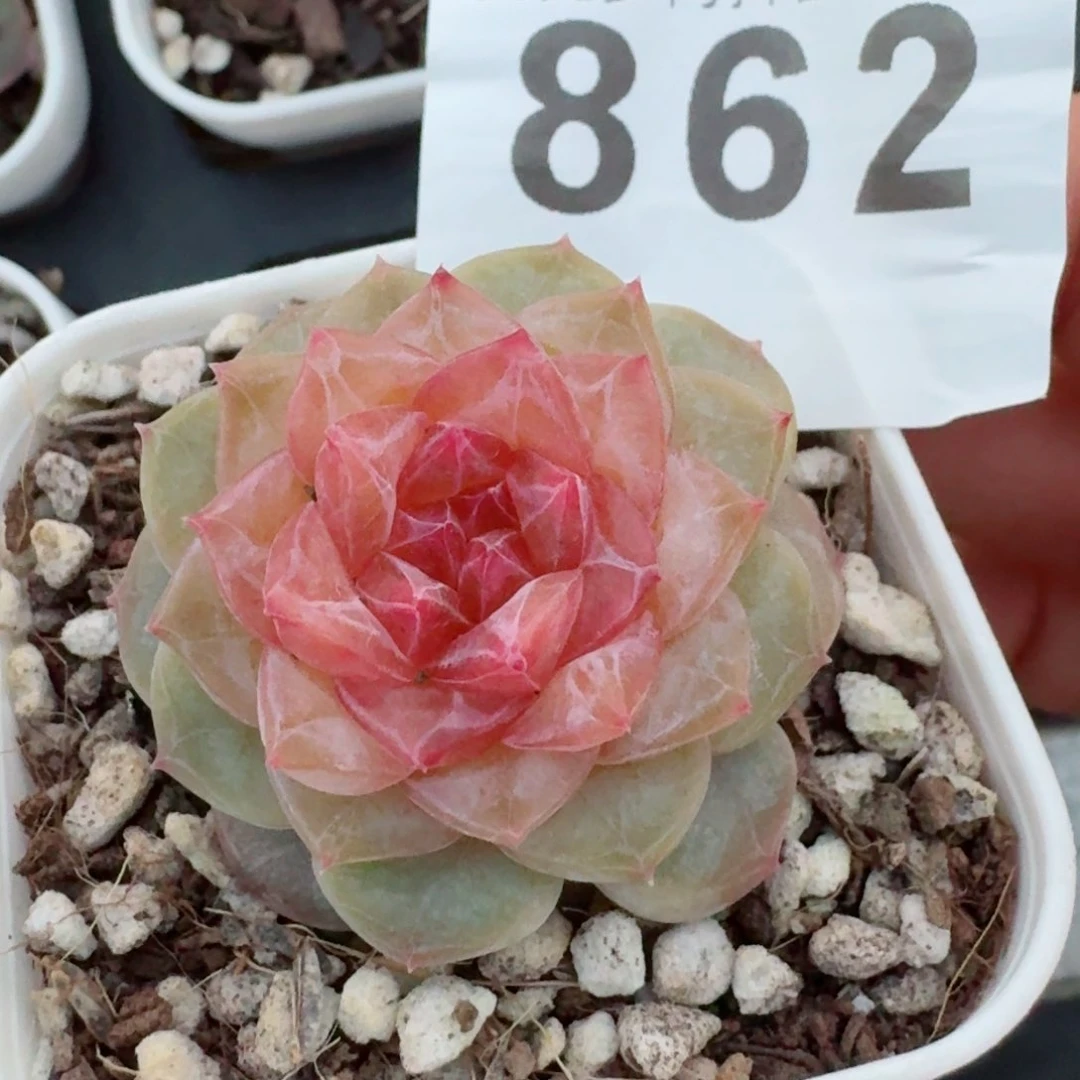 孤品       多肉植物