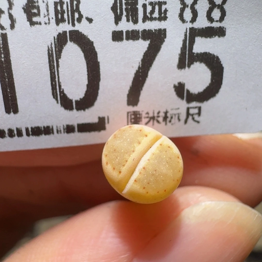 a***aSsss精品生石花1075高特