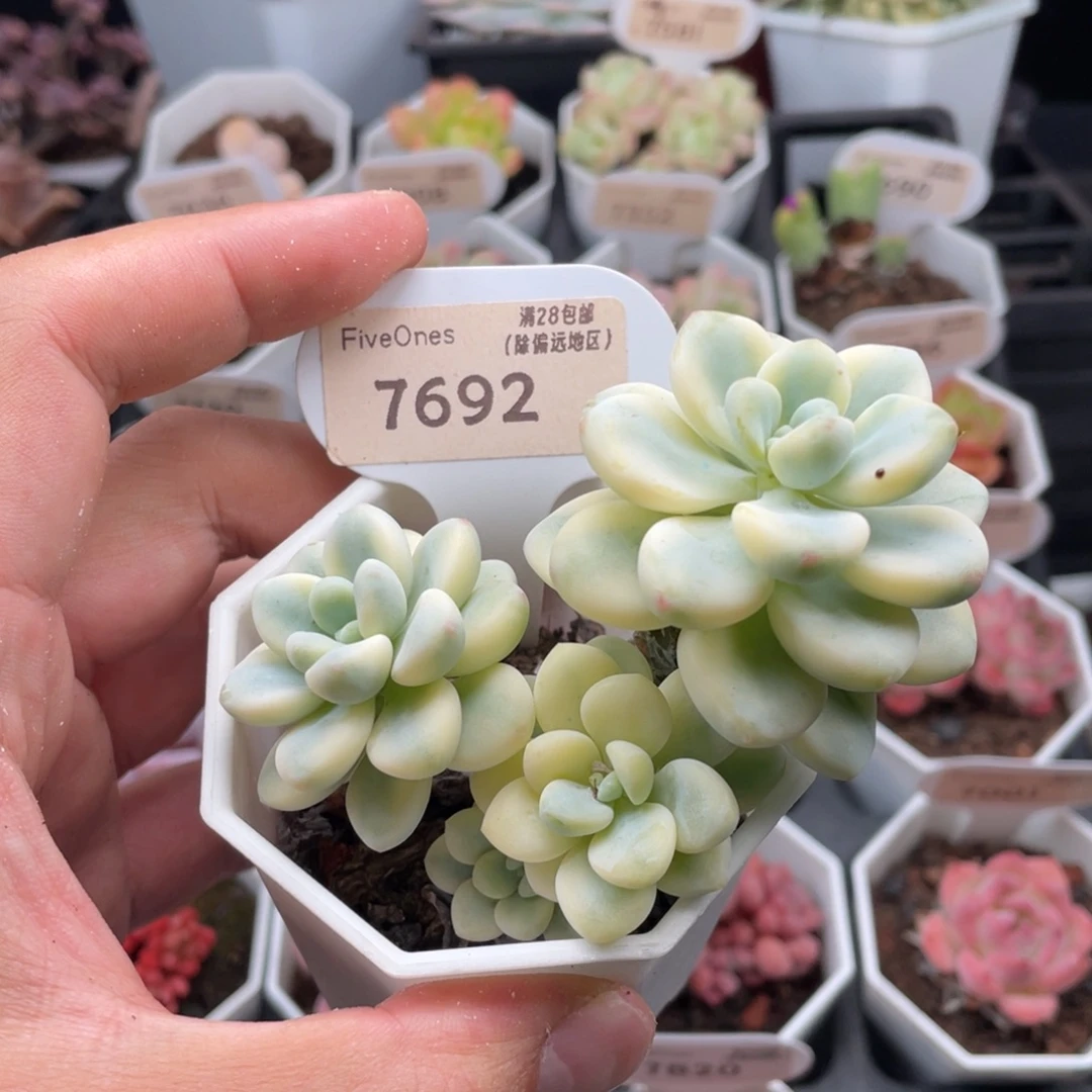 劳尔锦7692-8厘米
