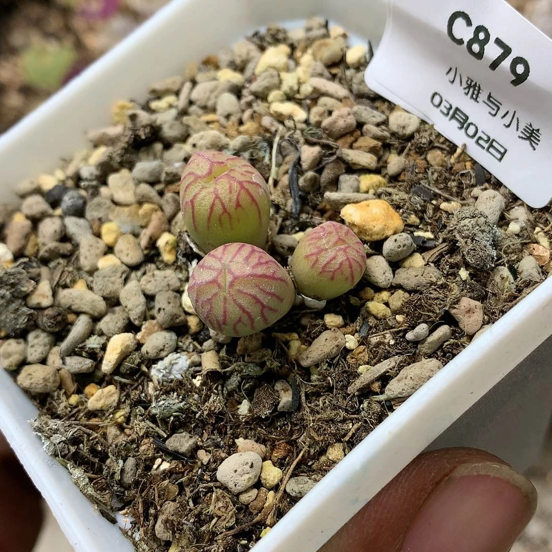 吴*蝎C879多肉植物保护