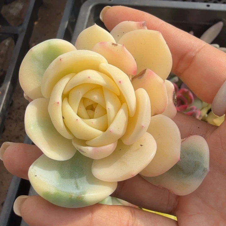 劳林锦 无根潜力股