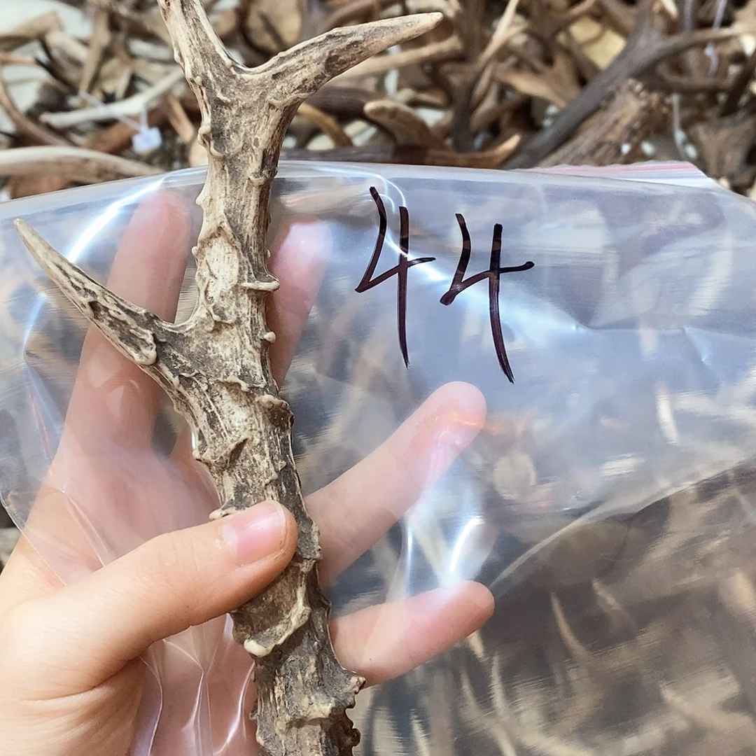 鹿角鹿角鹿角鹿角