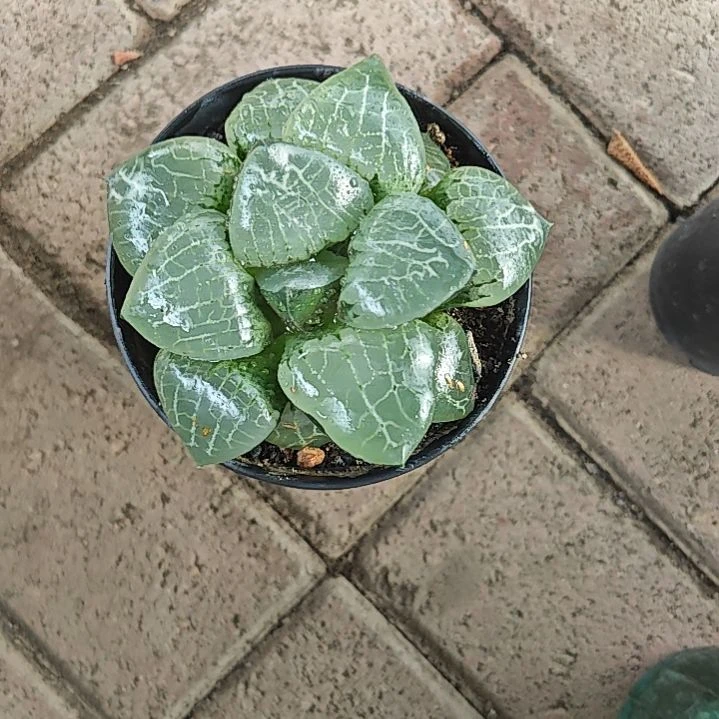 水晶克一颗多肉植物