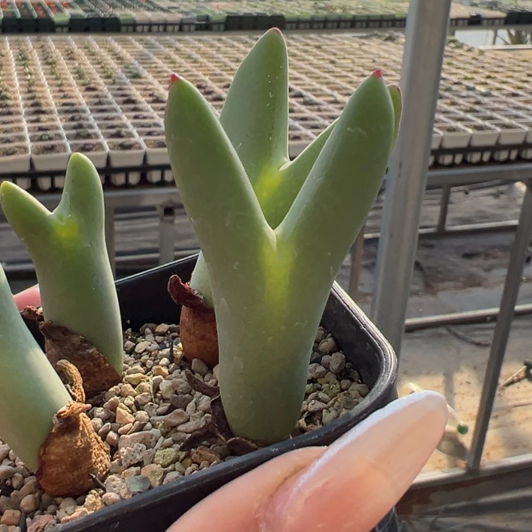 皮卡丘少将多肉多肉