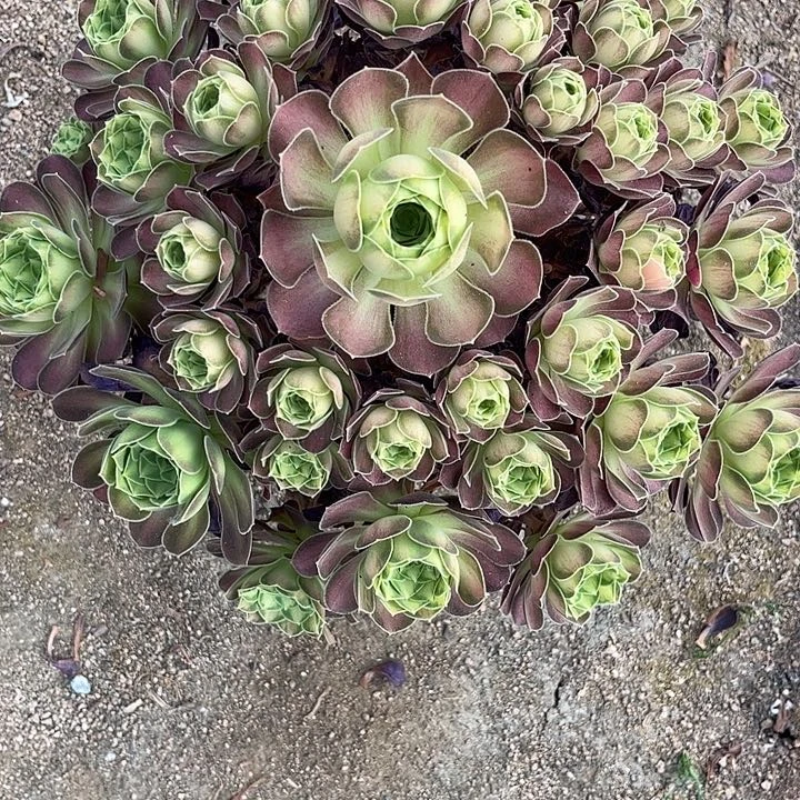 多肉植物韶华锦，