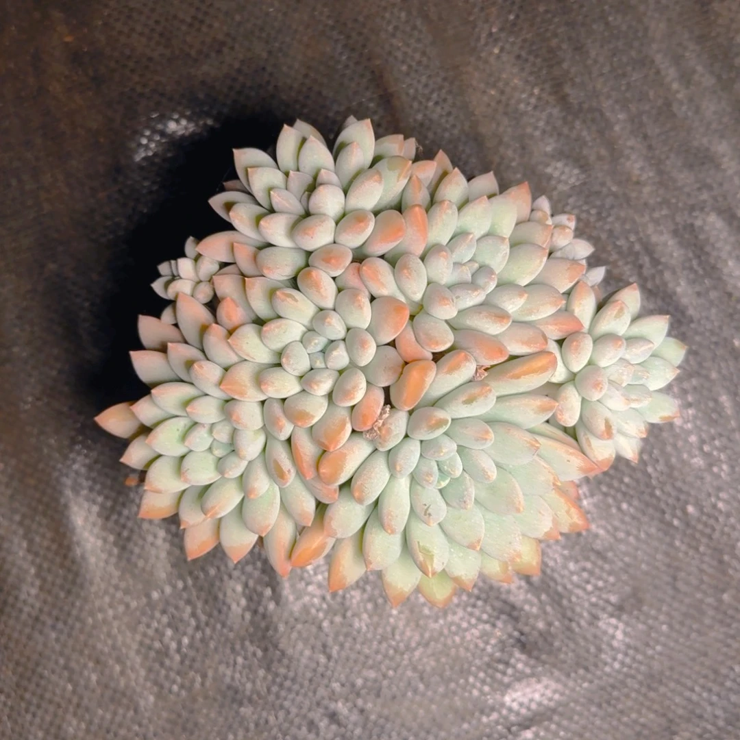 奶糖福利111111111111111