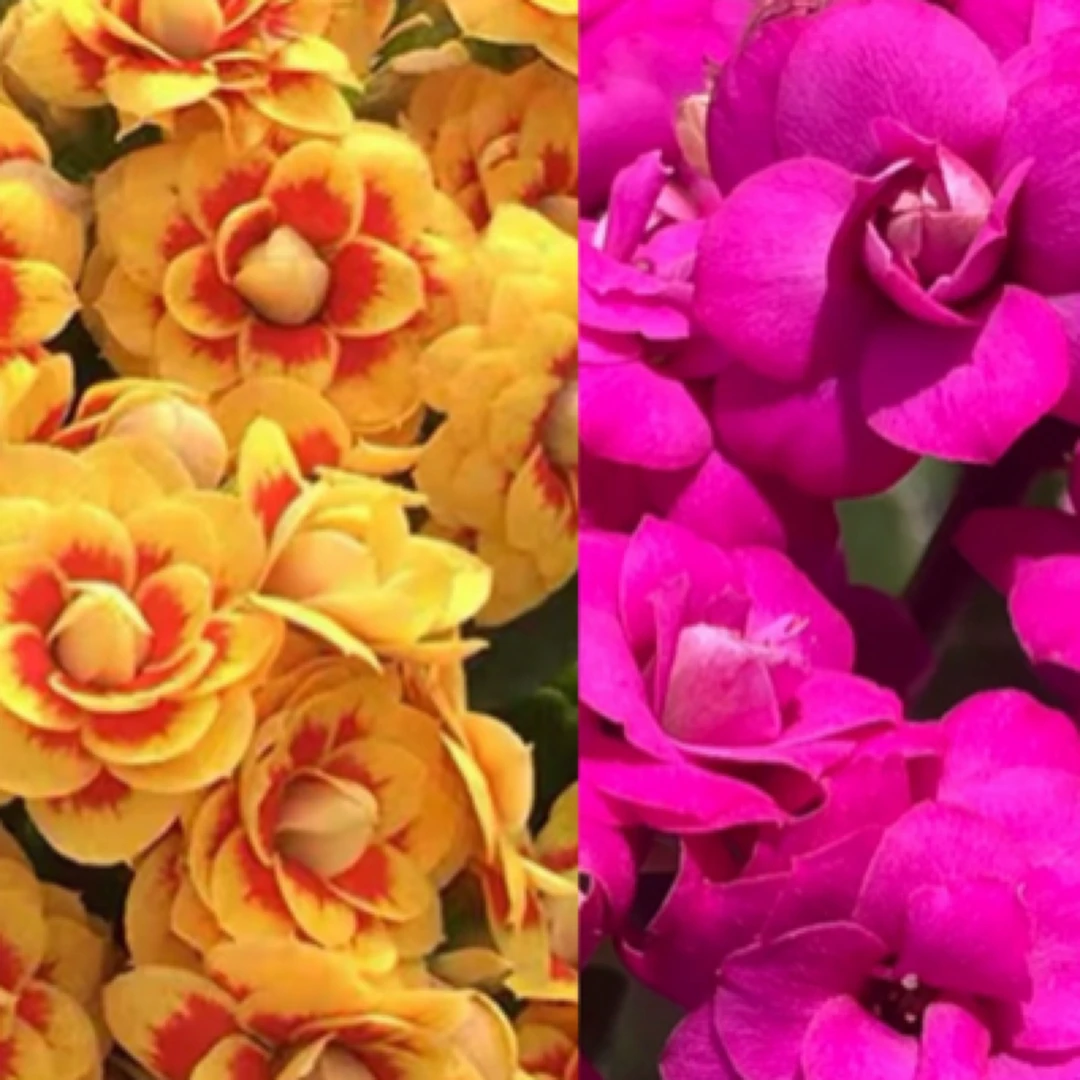 【洛桑➕奥斯塔】两盆重瓣长寿花