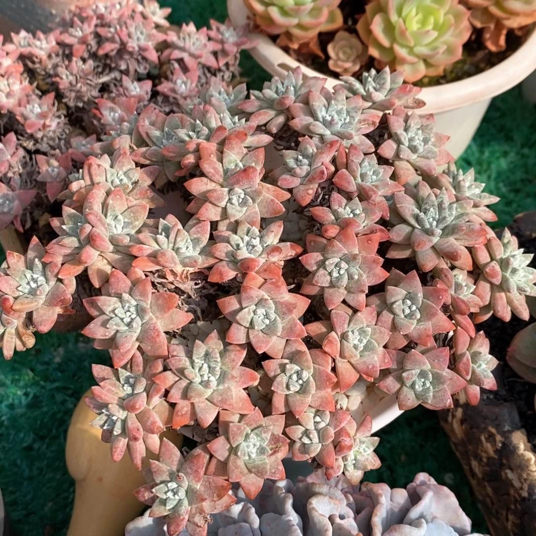 白菊多肉植物盆栽