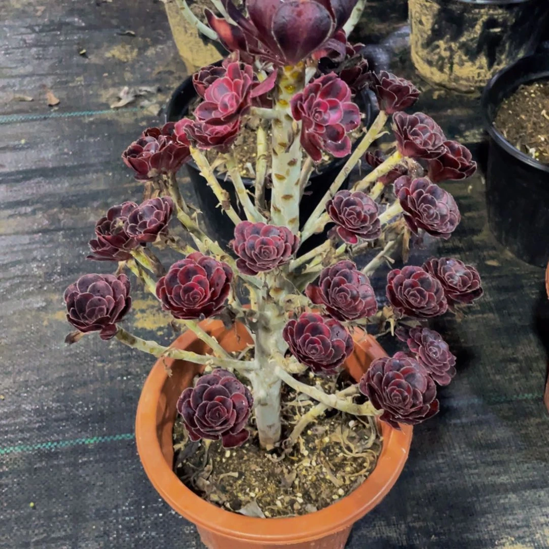 布***丁晚霞多肉植物306000