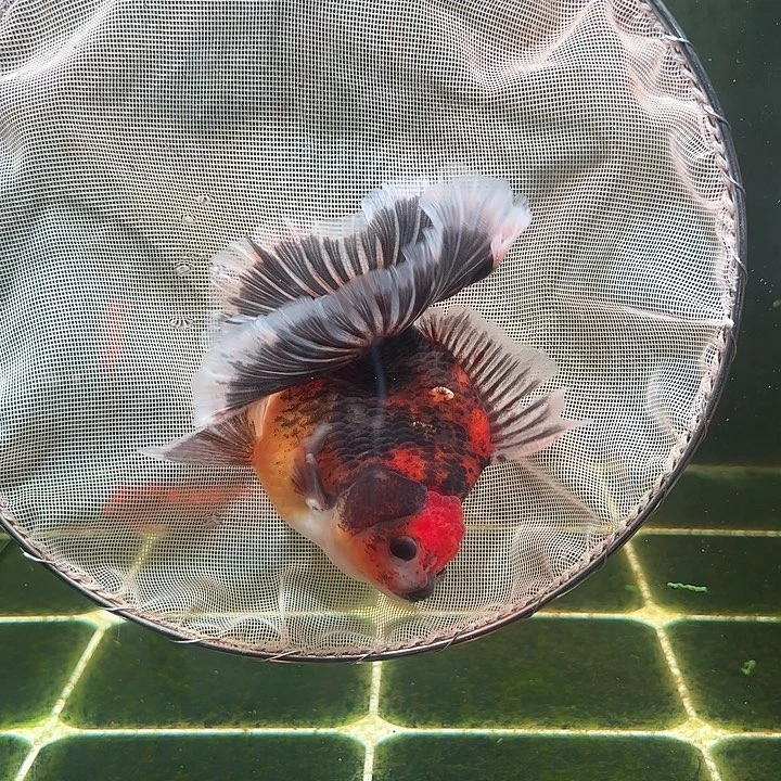 金鱼百褶泰狮亚成29