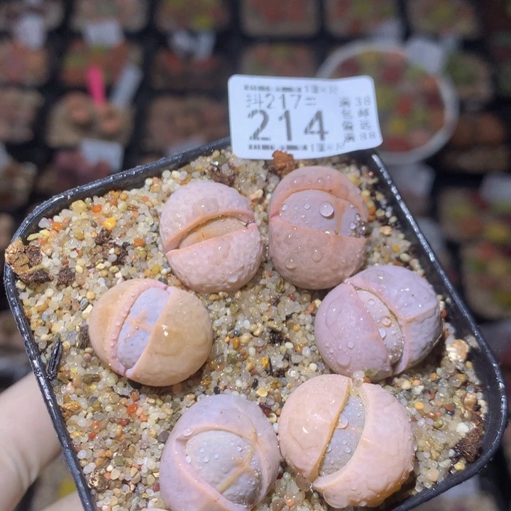 精品生石花217.214