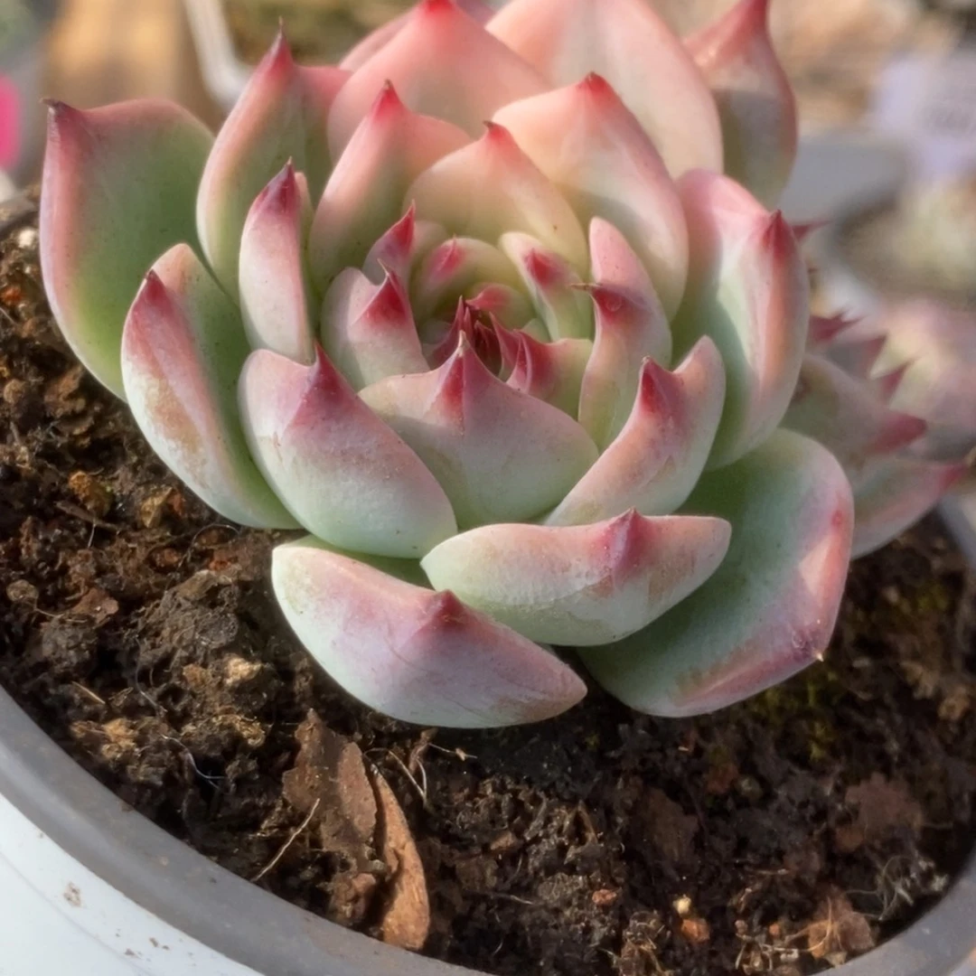 112吉娃娃锦锦锦锦锦锦