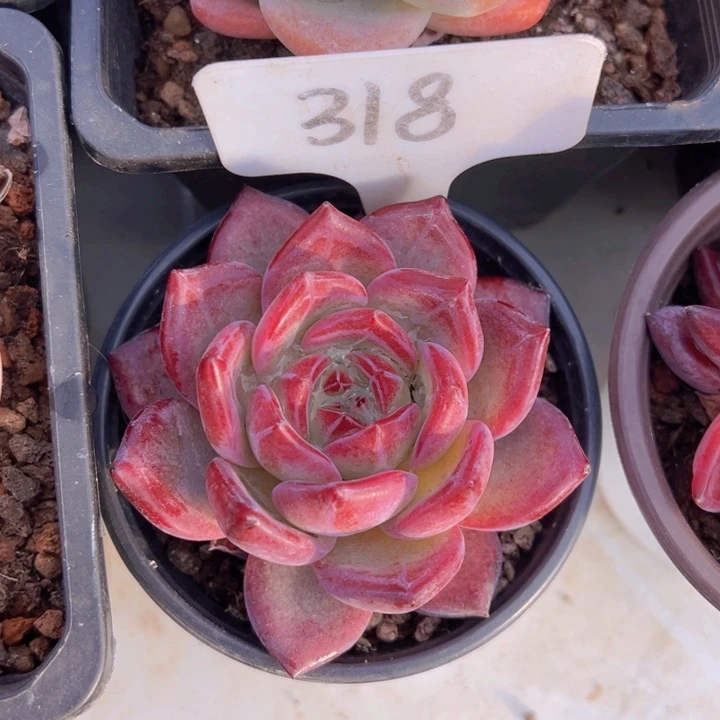 健健康康平平安安多肉植物