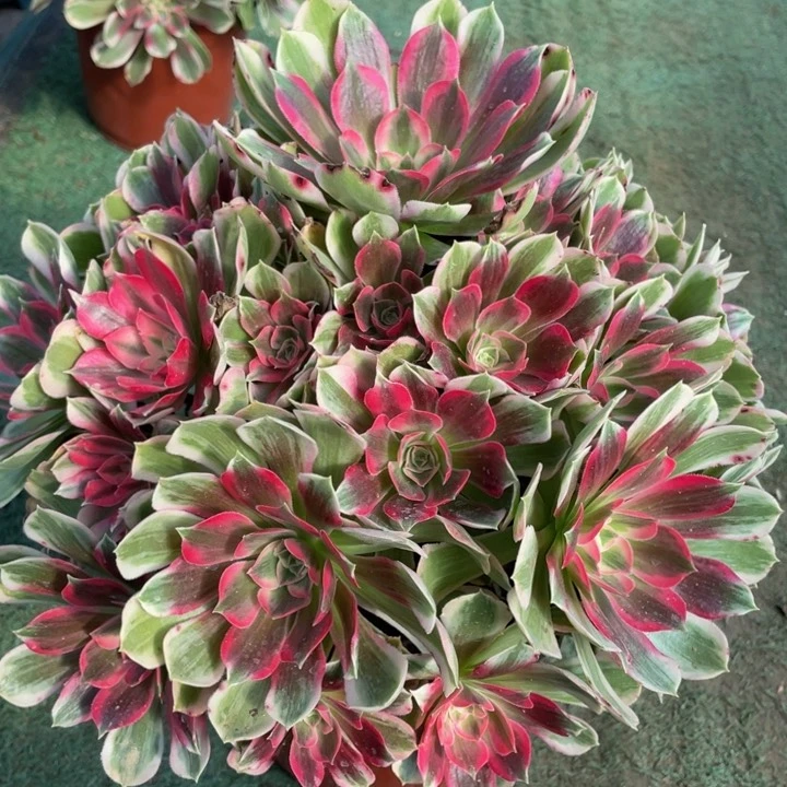 725男神精品法师老桩