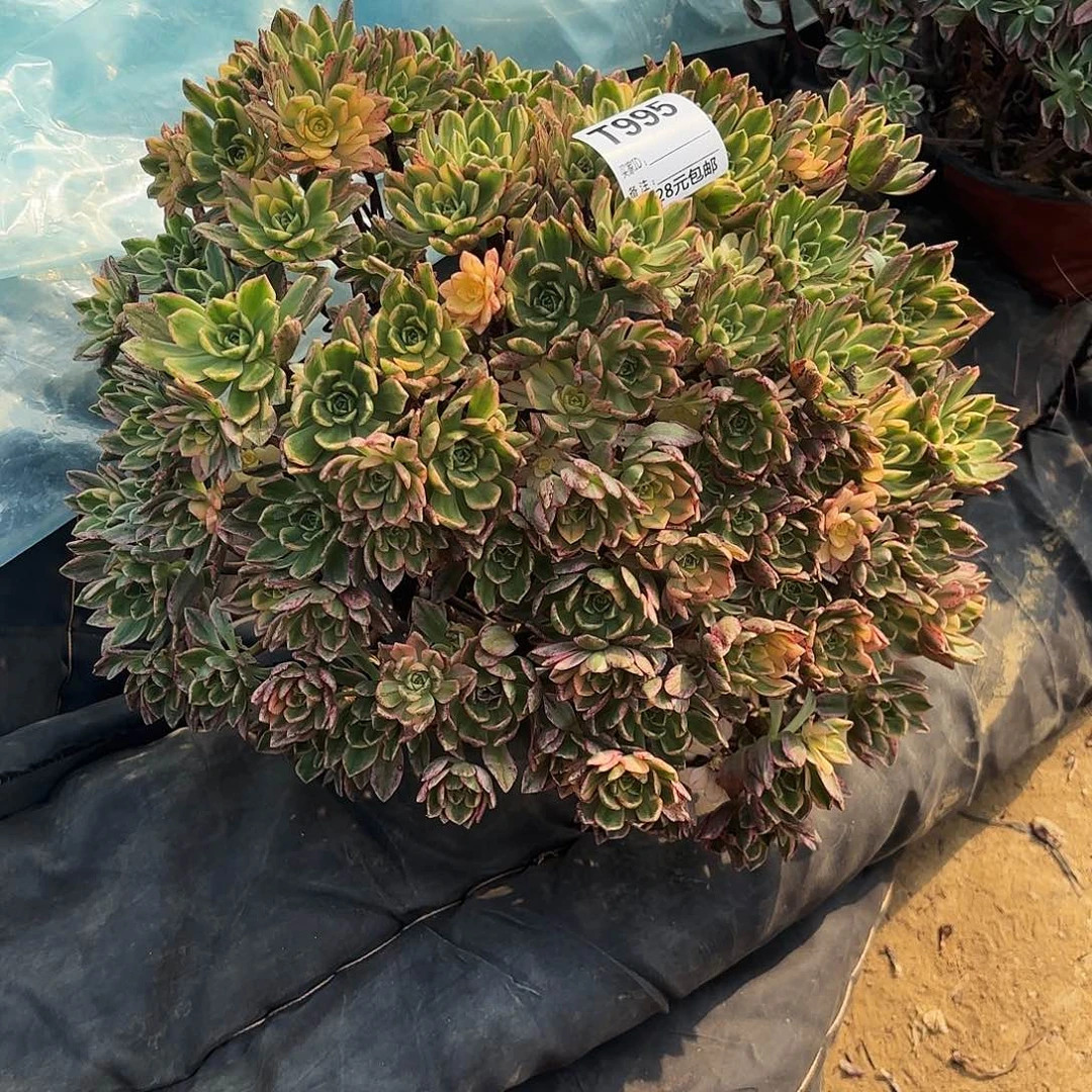 清**馆995甜茶多肉植物