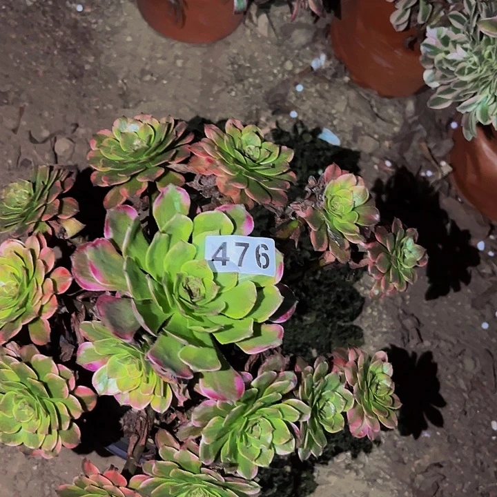 476火烧云多肉植物