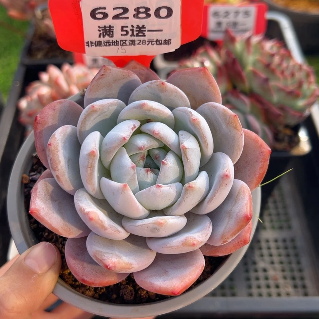 表妹精品多肉6280.