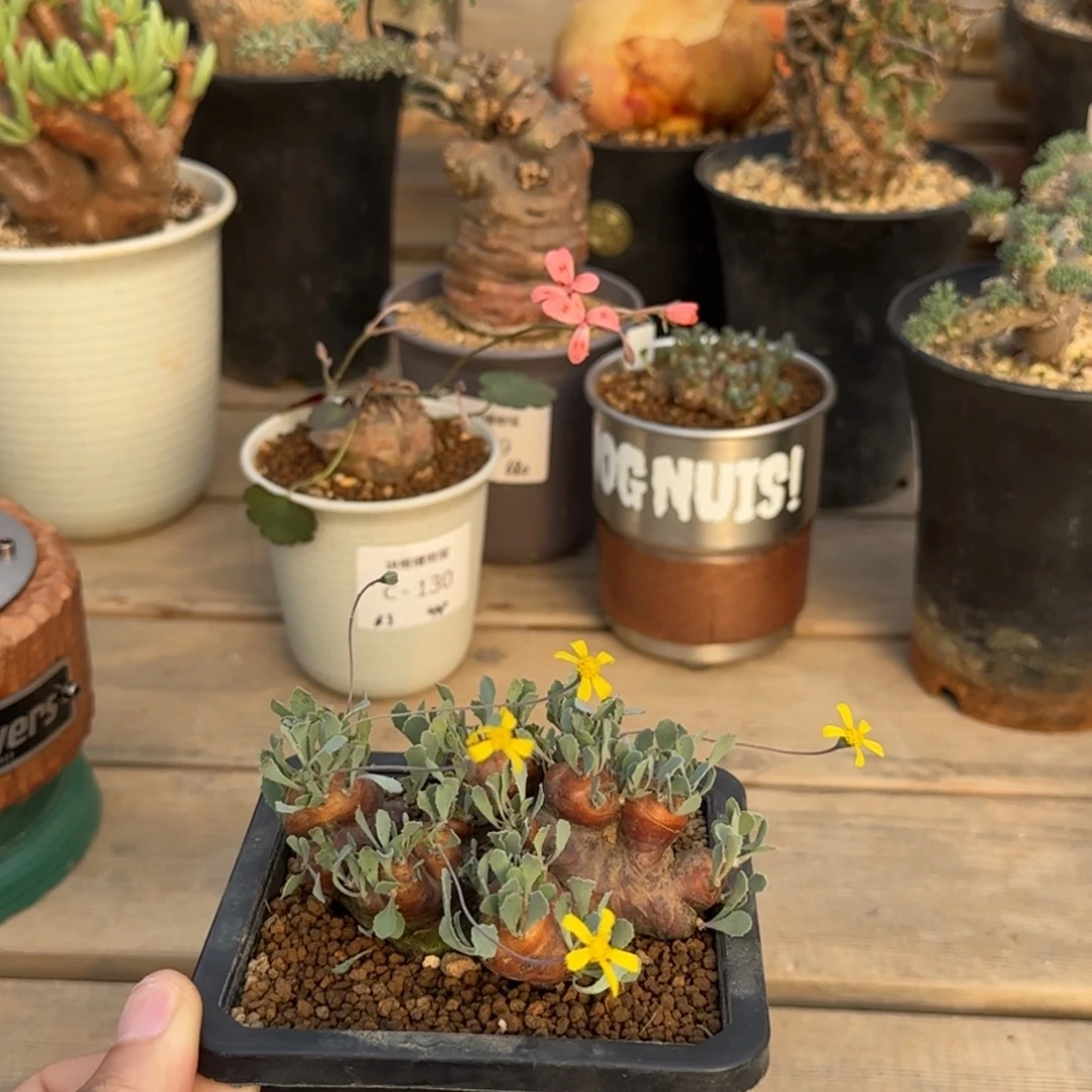 153熔岩格加不带盆