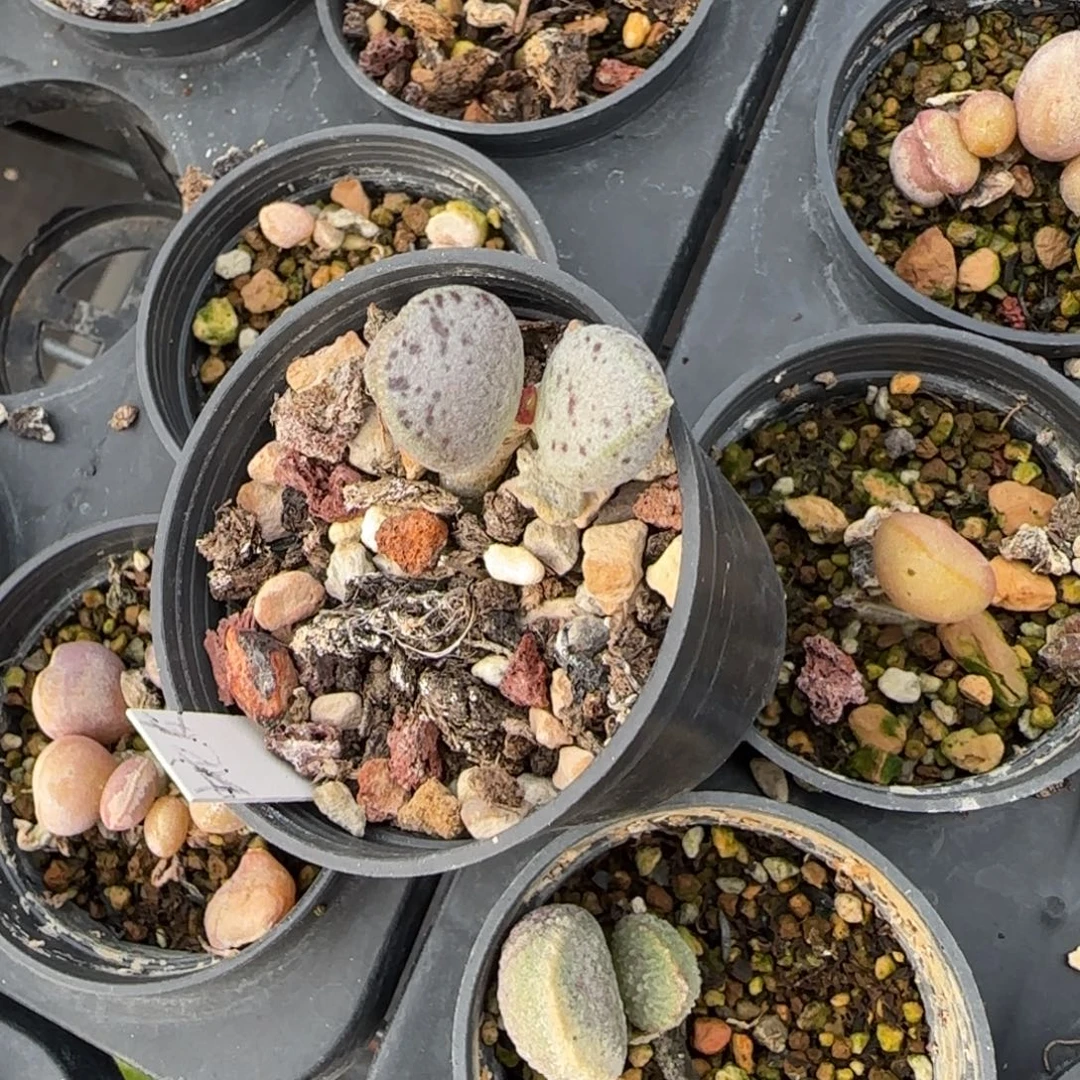 •***蛇皮水泡多肉植物水泡