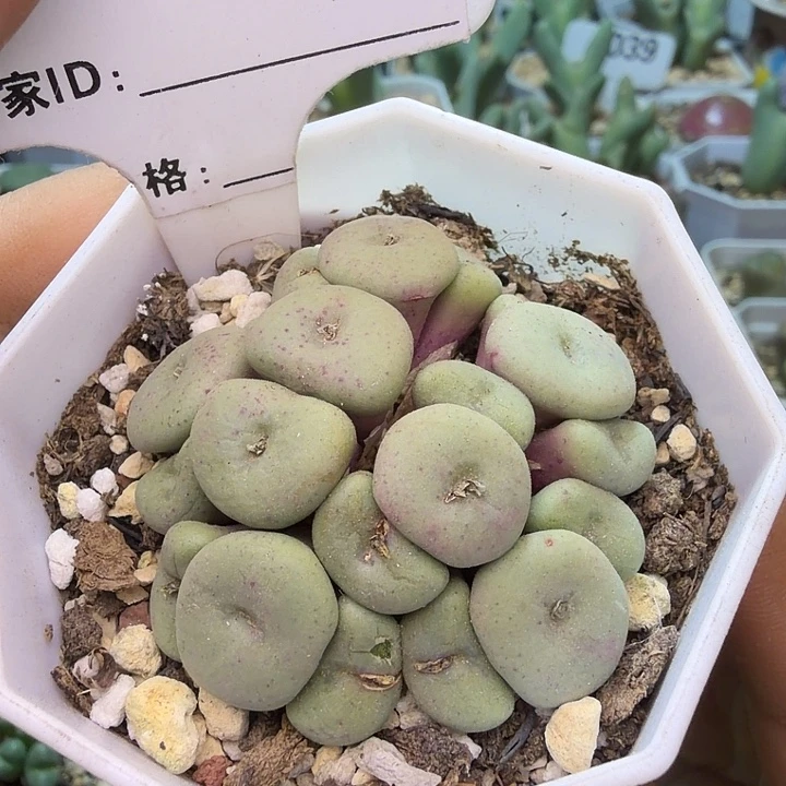 005。满38包邮肉锥