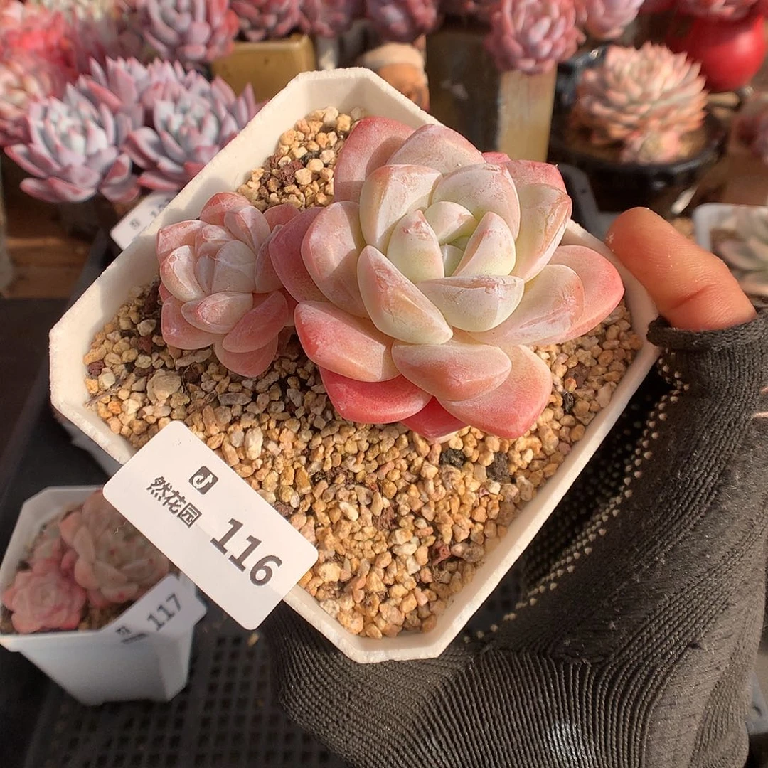 116冰玉多肉植物6666