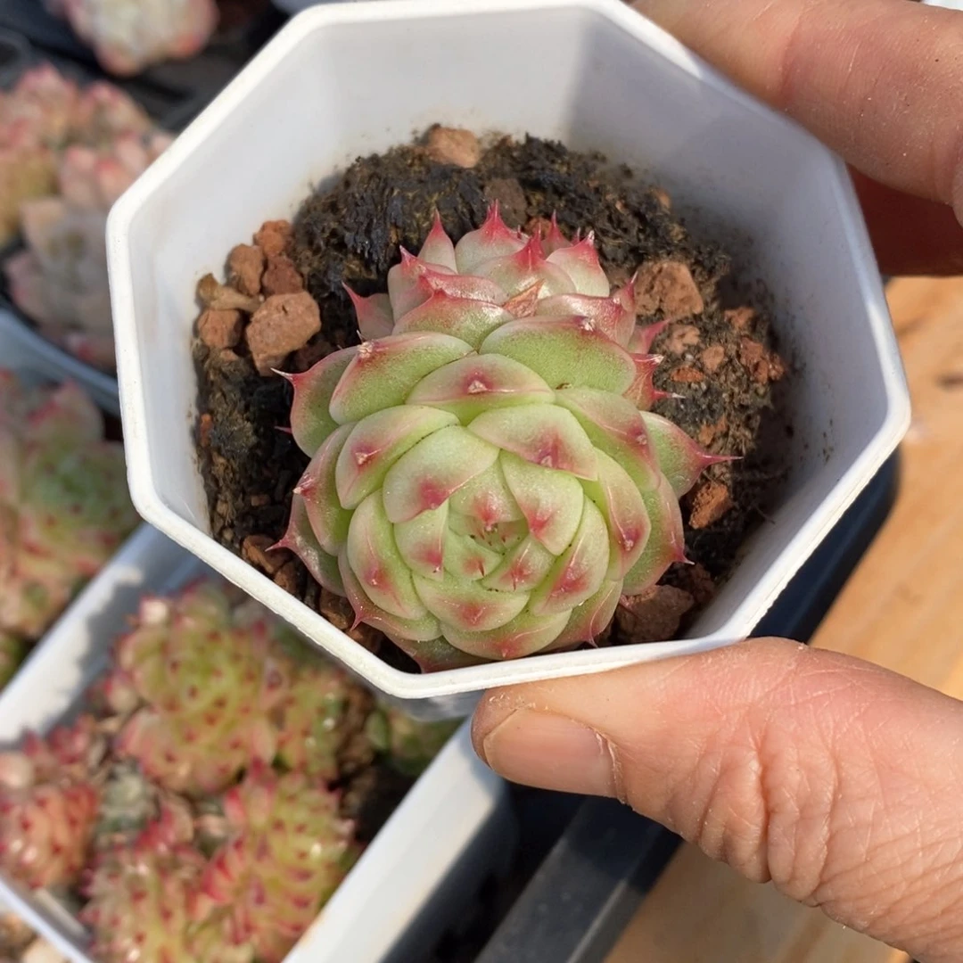 精品多肉一物一柏不包整181