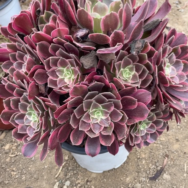 无花朵577多肉植物金丝雀