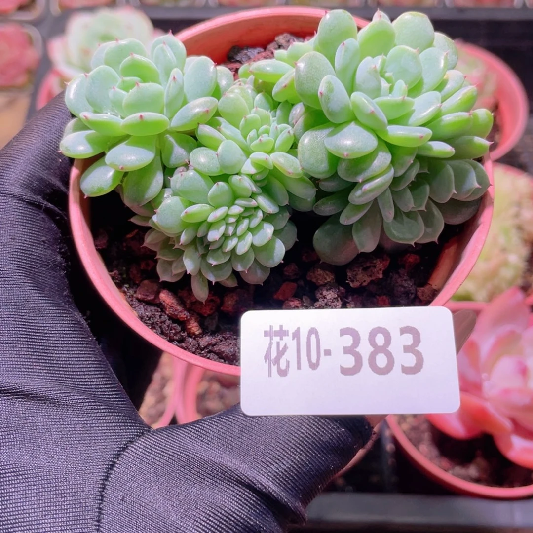 花利美10-383哈尼缀化