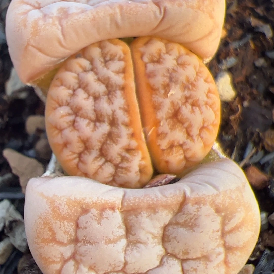 拿铁 多肉植物多肉植物