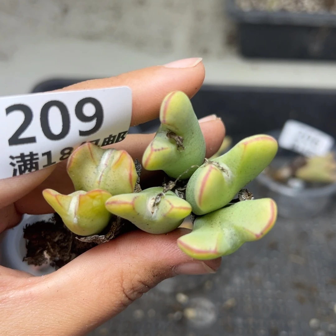 【闪购商品】哥*拉209……