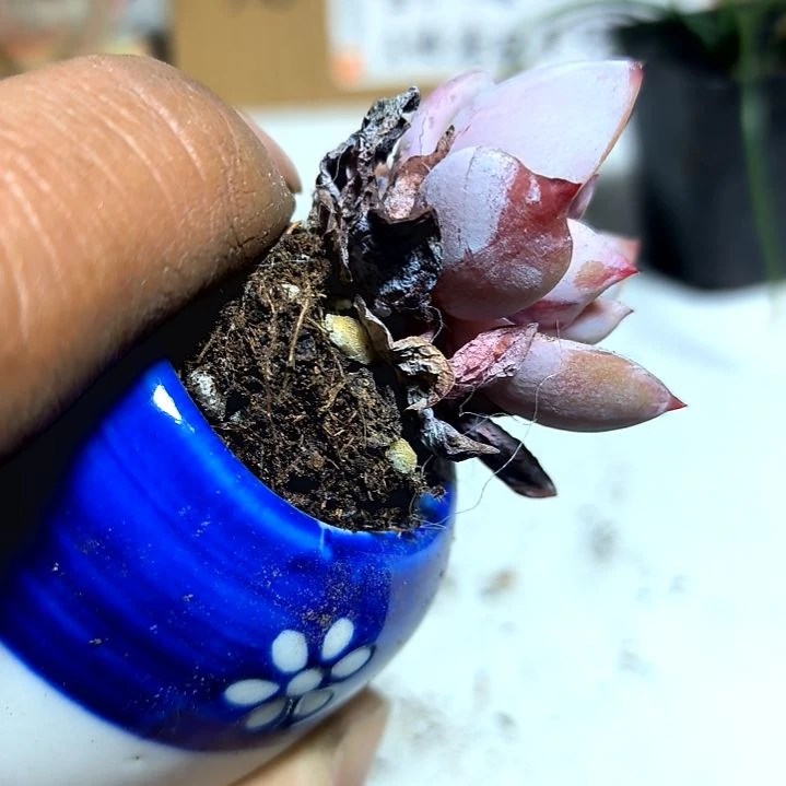 满6元包邮，糖心雪天使老苗俩颗