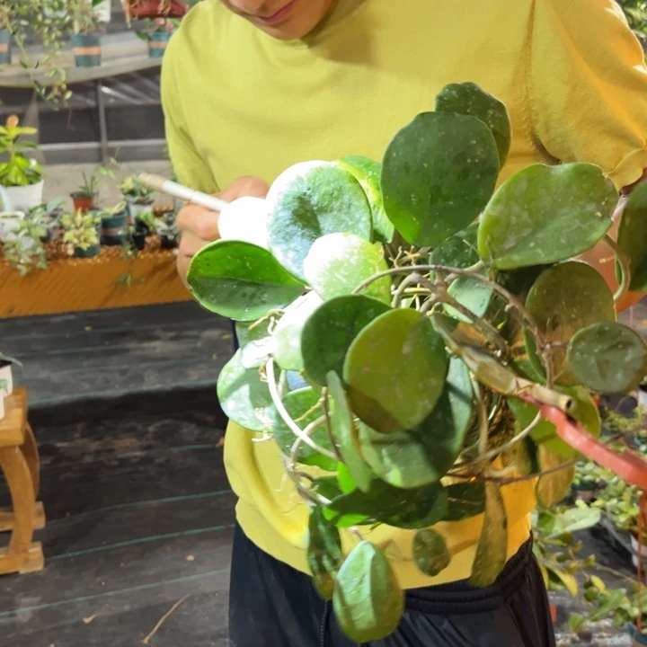 ***逃无花朵镜叶球兰大苗