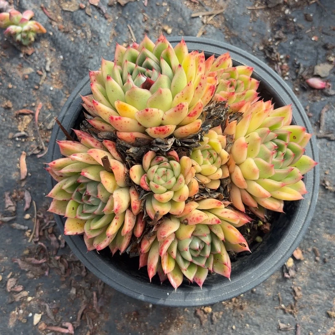 H***夏多肉植物一个随单发货