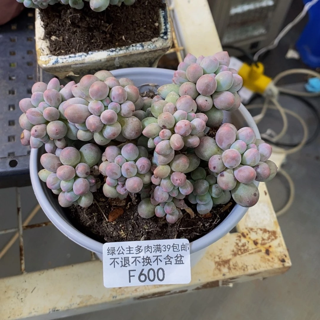 600香水手指奶多肉11cm特价