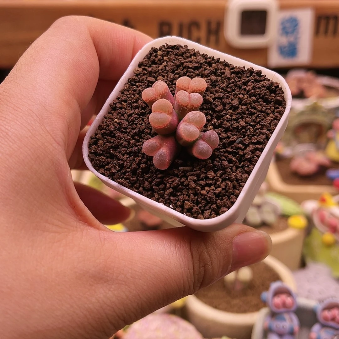 8头日本红风玲福利款