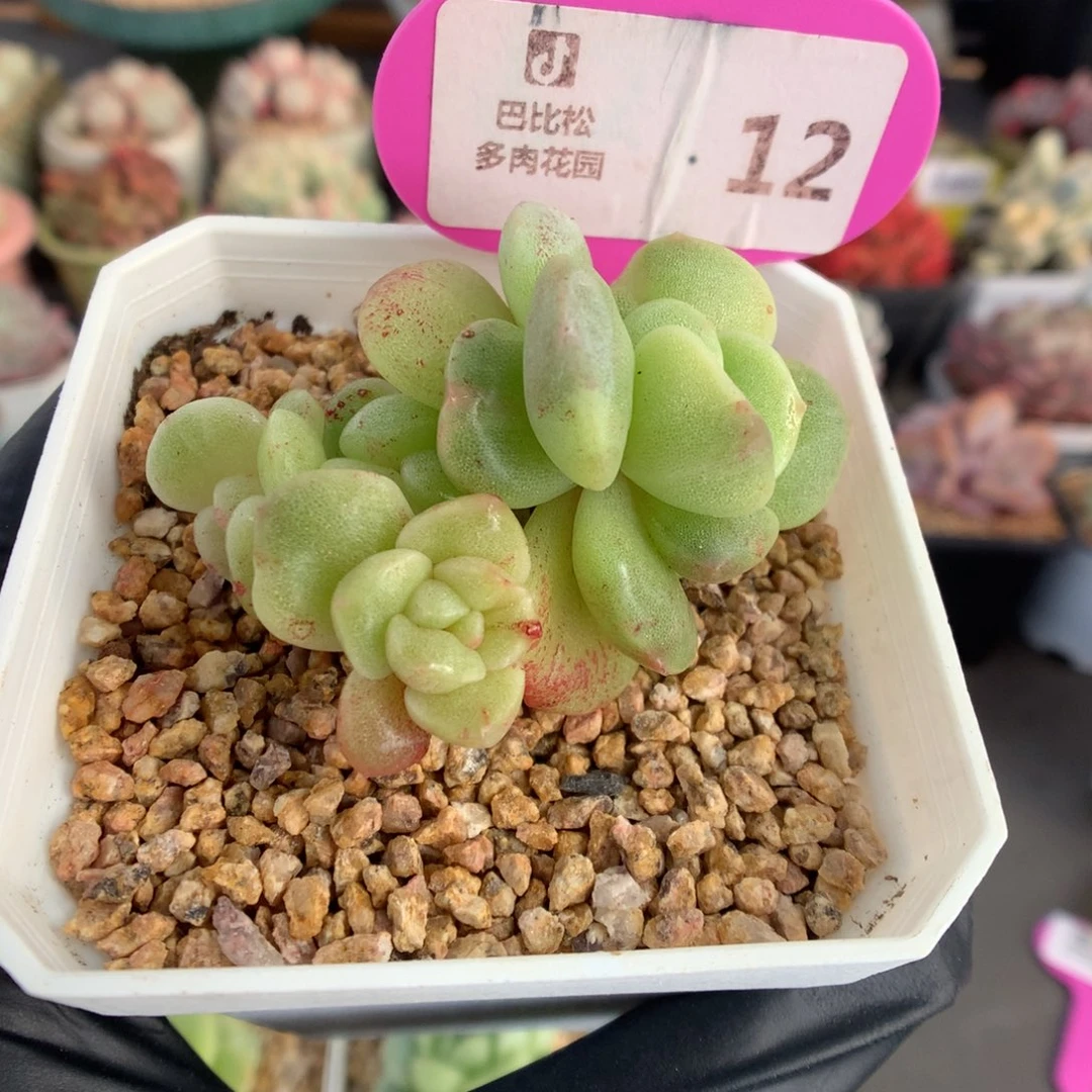 泗***木12 冰玉石化多肉多肉