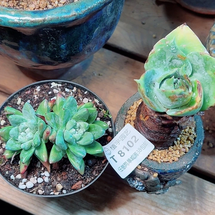 8102两颗仙女杯多肉