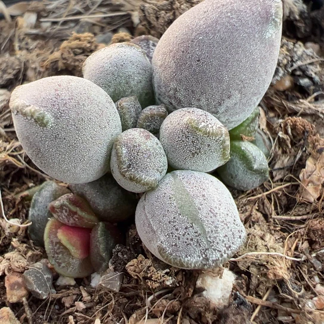 变异厚粉达摩海豹多头纯木质桩