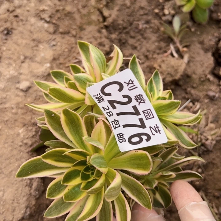 龙*缘砍头多肉植物法师2776