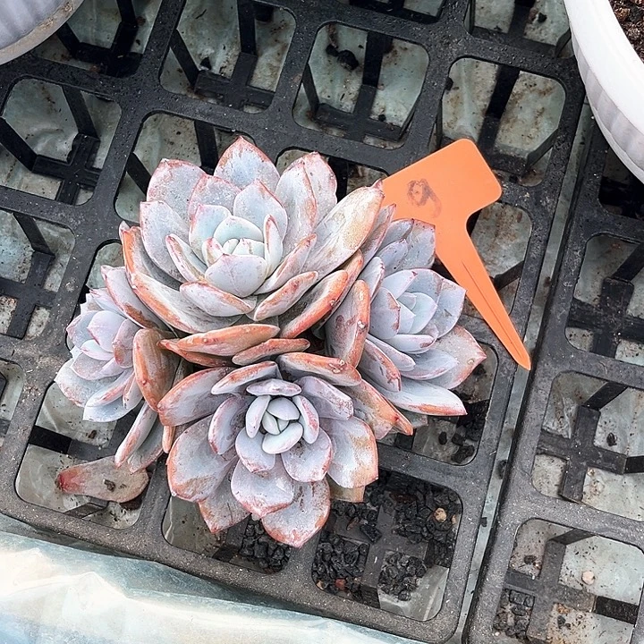 4个头奶茶9号码牌子的话