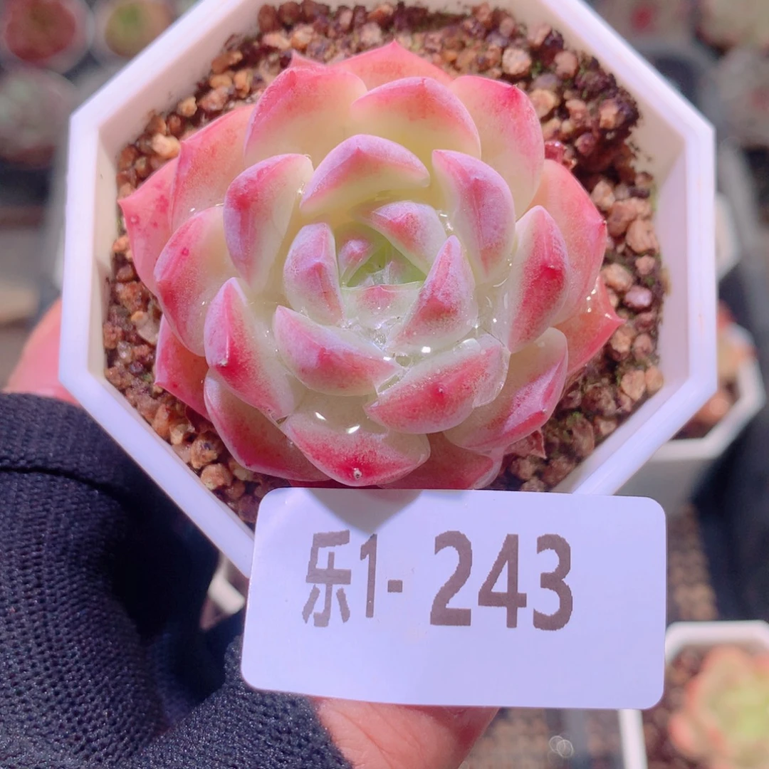 乐然1-243 精选糖心