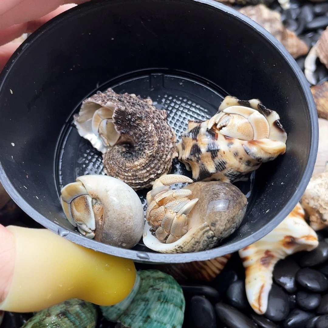 超漏四只彩灰寄居蟹 冲啊